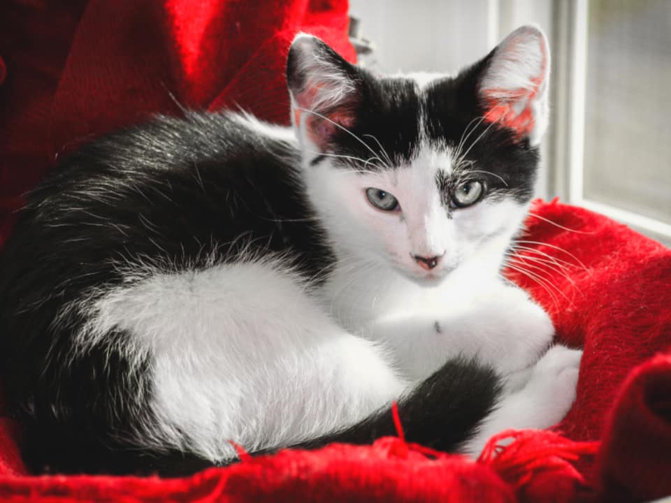 Pet portrait, studio — Pets