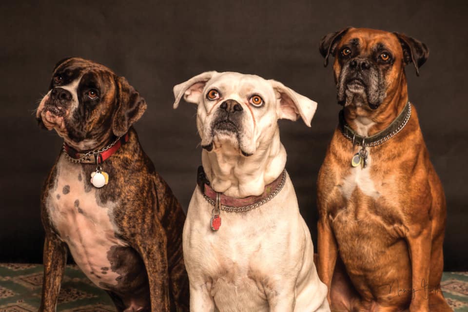 In studio, with dogs — Pets