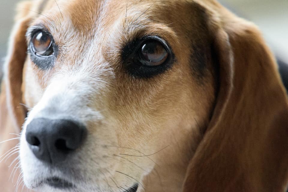 Pet portrait — Pets